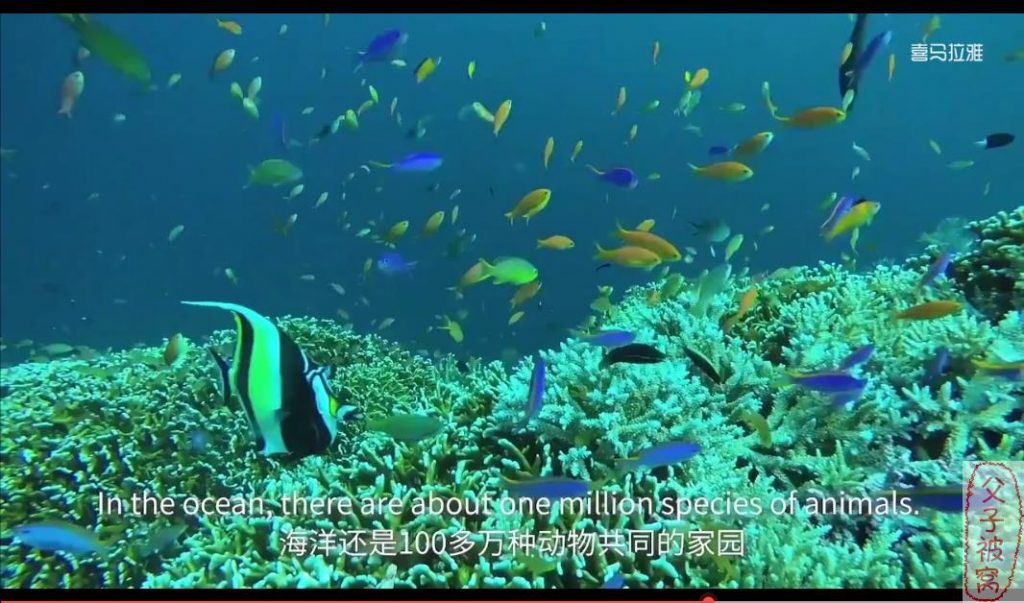 国家地理《小探险家双语百科》(共50集) 附打印版知识卡