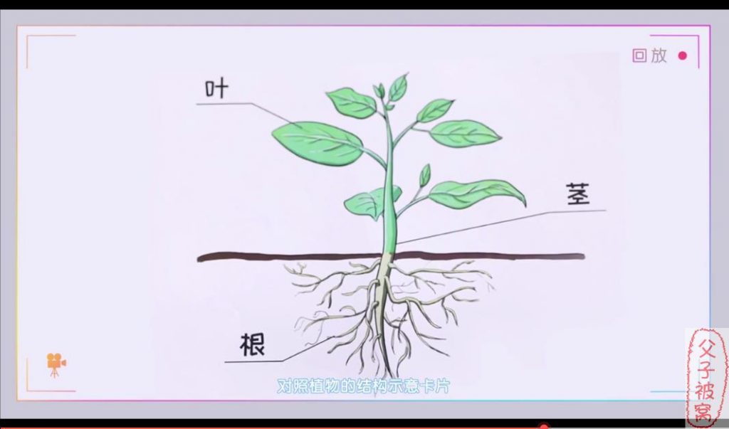 小象科学1-6年级同步科学课 mp4格式