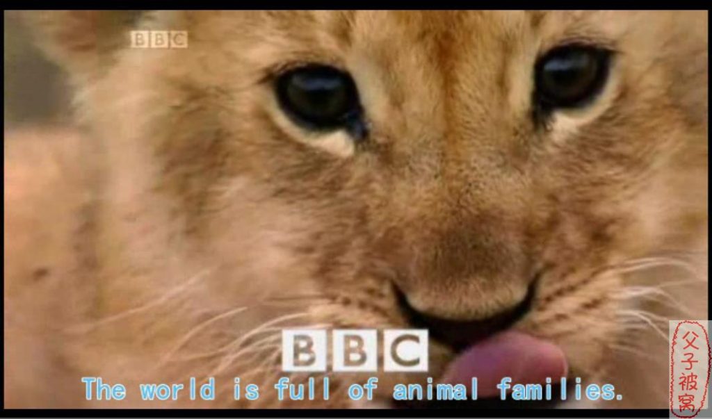 BBC儿童频道纪录片《少儿动物世界 Wild Tales》全4季共20集 AVI格式