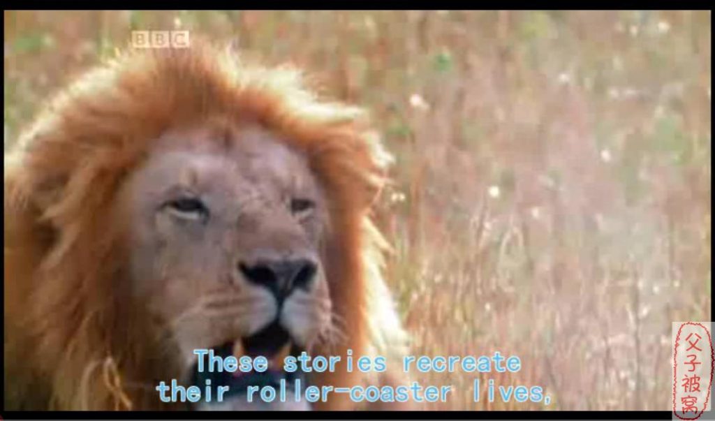 BBC儿童频道纪录片《少儿动物世界 Wild Tales》全4季共20集 AVI格式