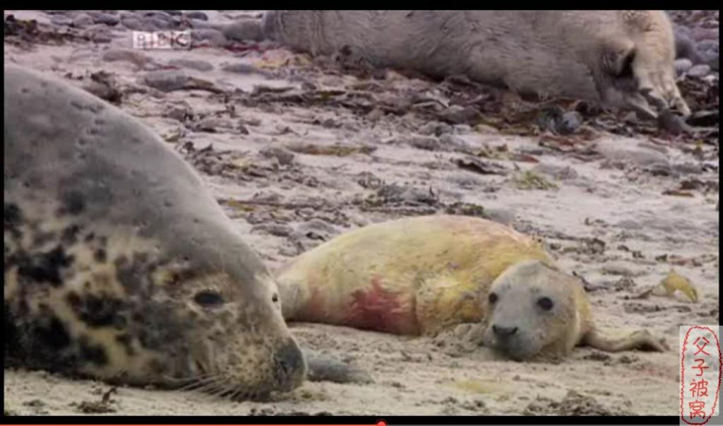 BBC儿童频道纪录片《少儿动物世界 Wild Tales》全4季共20集 AVI格式