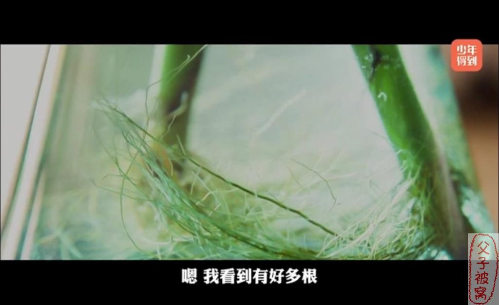 少年得到《奇妙动画实验课》动画视频 共20集