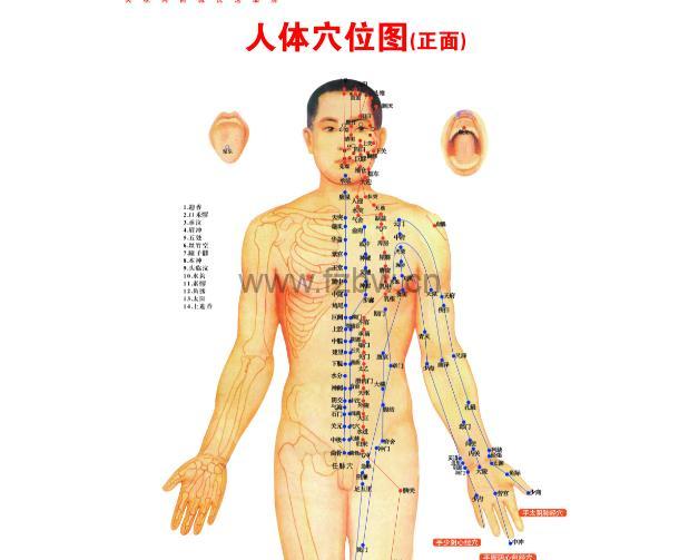 超高清人体穴位图 大尺寸可打印