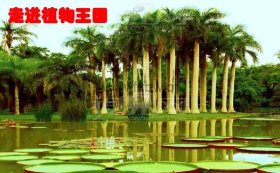 《带孩子走近神奇植物王国》共9集 双语视频